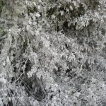 The foliage alongside path south of Aston Tirrod was a rather unusual chalky colour! 