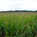 Cornfield just north of Mongewell