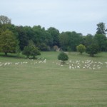Not only were greeted with lovely views today but wildlife as well as illustrated by these deer