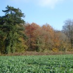 Late autumn colours still showing