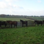 Horses all lined up one by one 