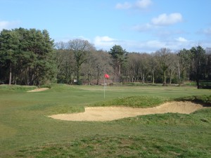 We amble carefully through the East Berkshire golf course 