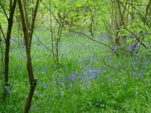 Bluebells near Crazies Hill