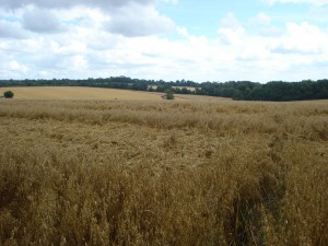 We greeted with open fields for much of the walk