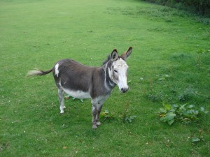 Inquisitive donkey comes and says hello  at Deane Down Farm