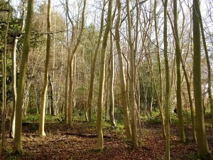 Sun breaking through at Mosshall Wood