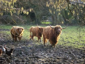 Highland Cattle coming over to say hello