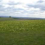 Our lunch stop from Wittenham Clumps