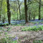 Chantry Wood