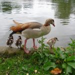 Ducklings along the Thames Path